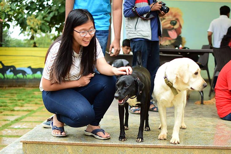 Vertebrate,Dog,Mammal,Canidae,Dog breed,Companion dog,Sporting Group,Carnivore,Kennel club,Labrador retriever