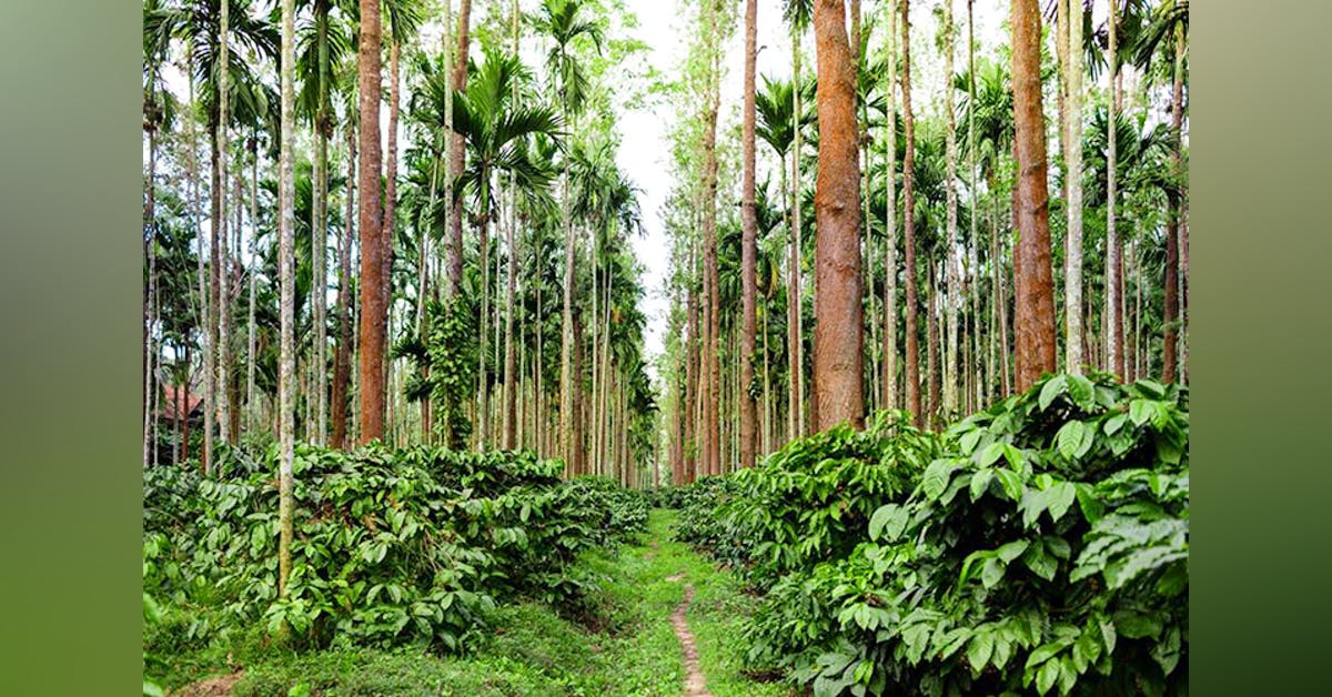 coffee plantation visit in coorg