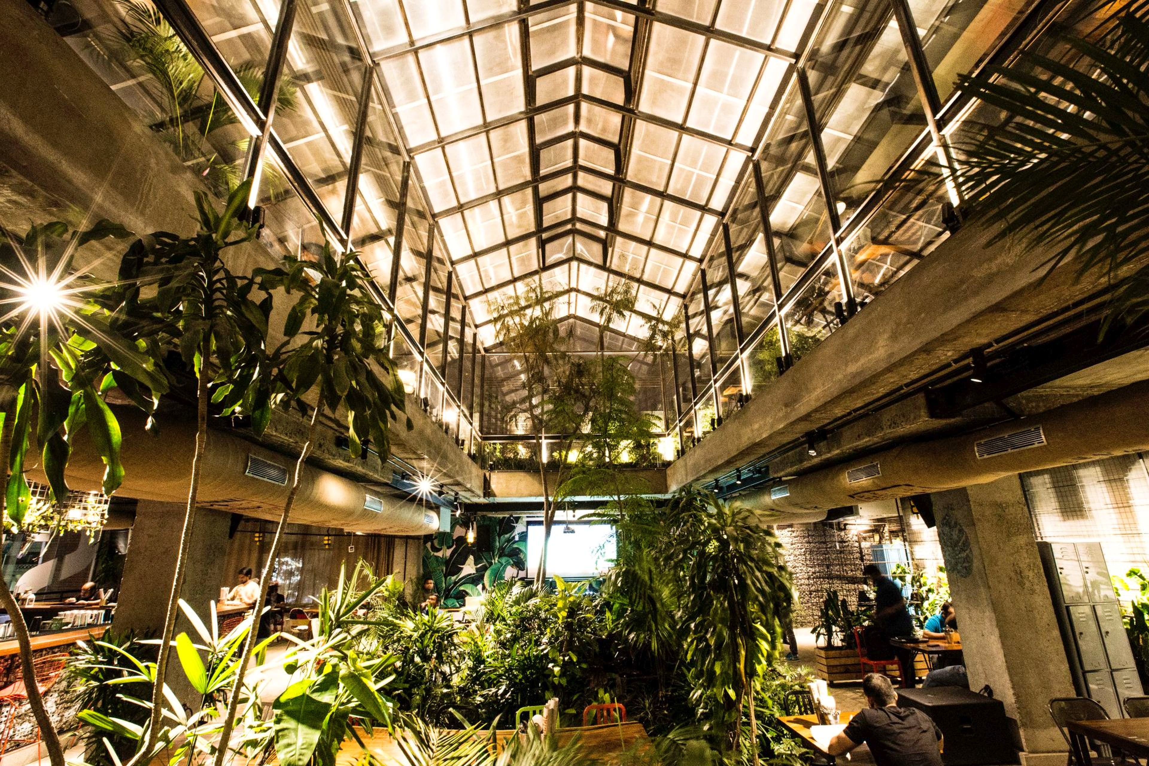 Building,Ceiling,Daylighting,Botany,Architecture,Urban area,Tree,Plant,Interior design,Photography