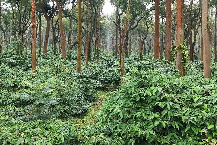 Image result for coorg pictures coffee plantation
