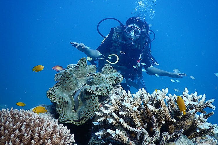Underwater,Reef,Coral reef,Marine biology,Natural environment,Coral,Scuba diving,Stony coral,Coral reef fish,Organism
