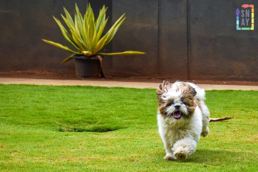 Mammal,Dog,Vertebrate,Canidae,Dog breed,Grass,Shih tzu,Carnivore,Cairn terrier,Tibetan terrier