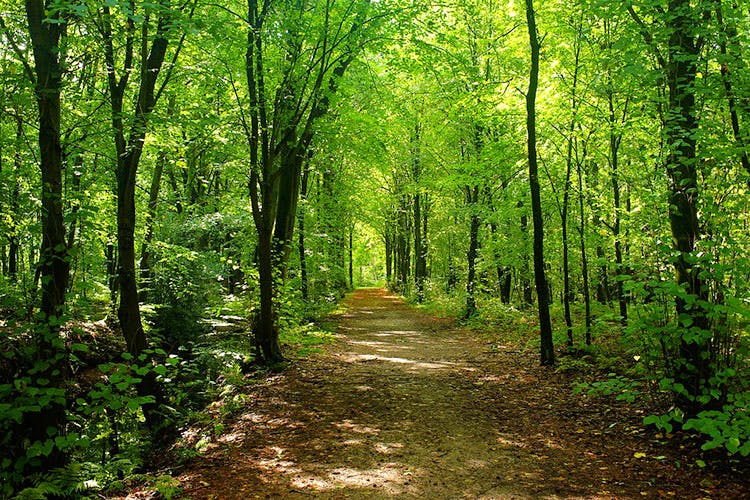 Forest,Tree,Natural landscape,Woodland,Natural environment,Nature reserve,Nature,Green,Temperate broadleaf and mixed forest,Vegetation