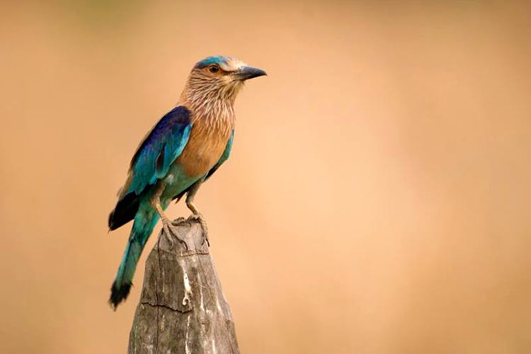 Bird,Beak,Roller,Organism,Feather,Bluebird,Coraciiformes,Wildlife,Cuculiformes,Perching bird