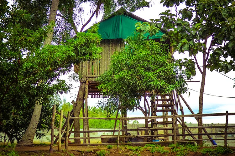 Green,Tree,House,Rural area,Jungle,Building,Grass,Architecture,Plant,Plantation