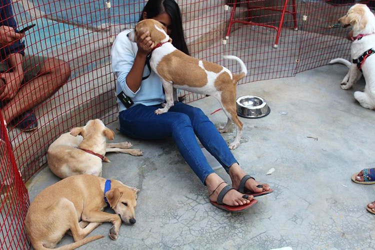 shivaji nagar dog market