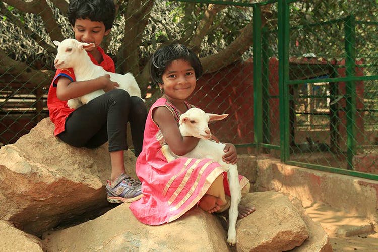Visit Prani Pet Sanctuary With Kids | LBB, Bangalore