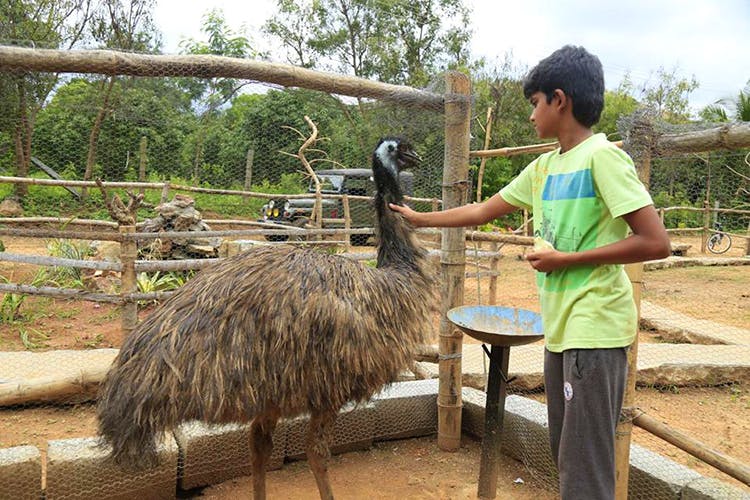 Best Pet Sanctuary Near Bangalore LBB Bangalore