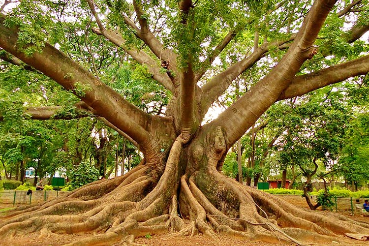 Tree,Woody plant,Plant,Trunk,Branch,Root,Soil,Grove,California live oak,Plane