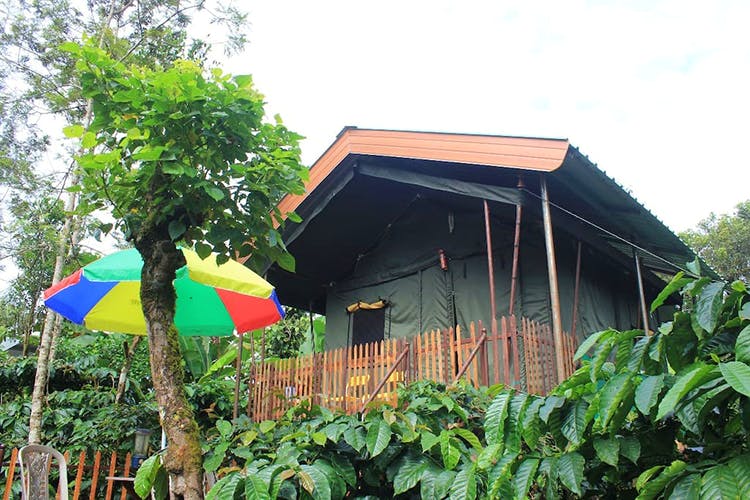 Jungle,Roof,Building,Tree,Architecture,House,Rainforest,Plant,Cottage,Shed