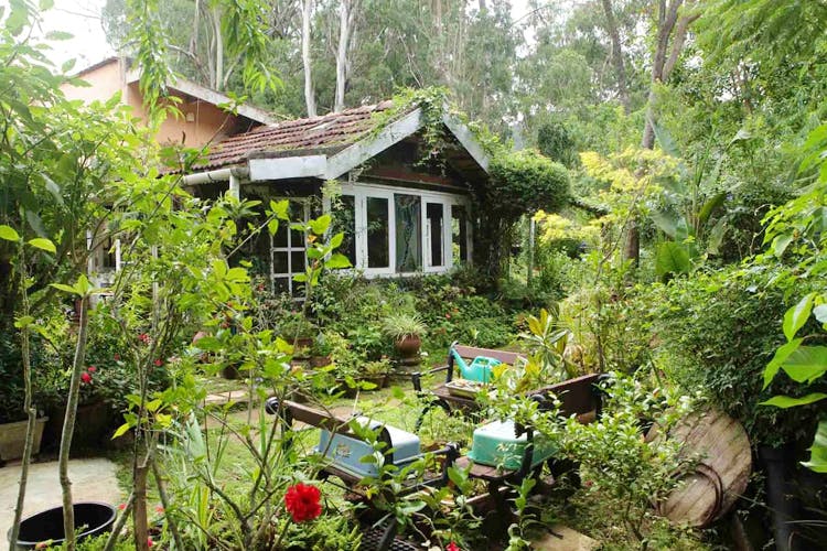 Vegetation,Jungle,Property,Natural environment,Rainforest,House,Nature reserve,Botany,Forest,Cottage