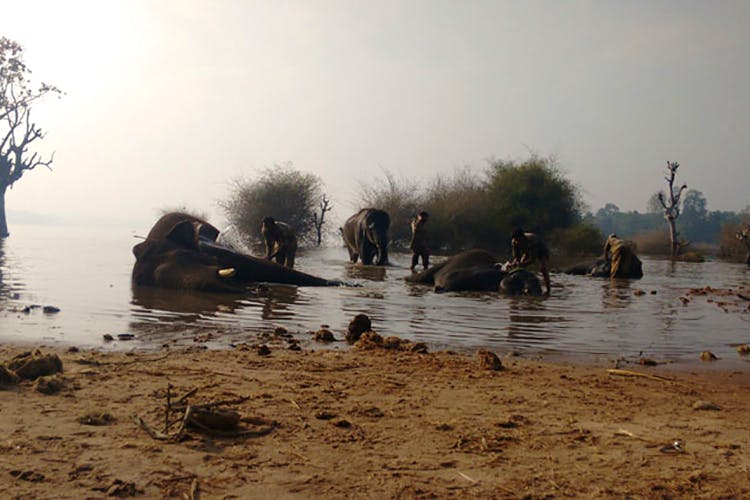 Water,Wildlife,Working animal,Tree,Water bird,River,Adaptation,Bank,Duck,Plant