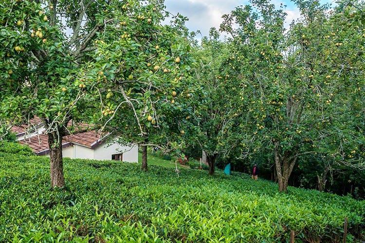 Tree,Vegetation,Green,Natural landscape,Natural environment,Plant,Woody plant,Nature reserve,Grass,Leaf