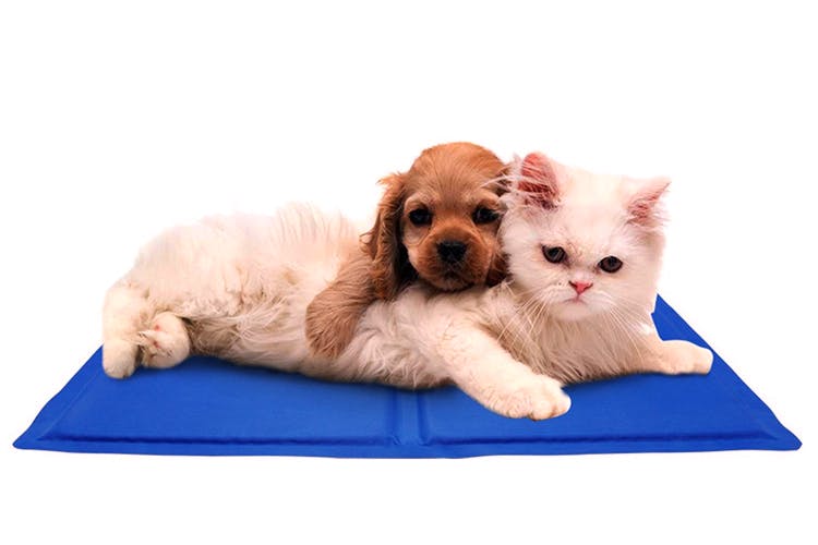 Mammal,Vertebrate,Cat,Puppy,Carnivore,Canidae,Dog,Kitten,Companion dog,Dog bed