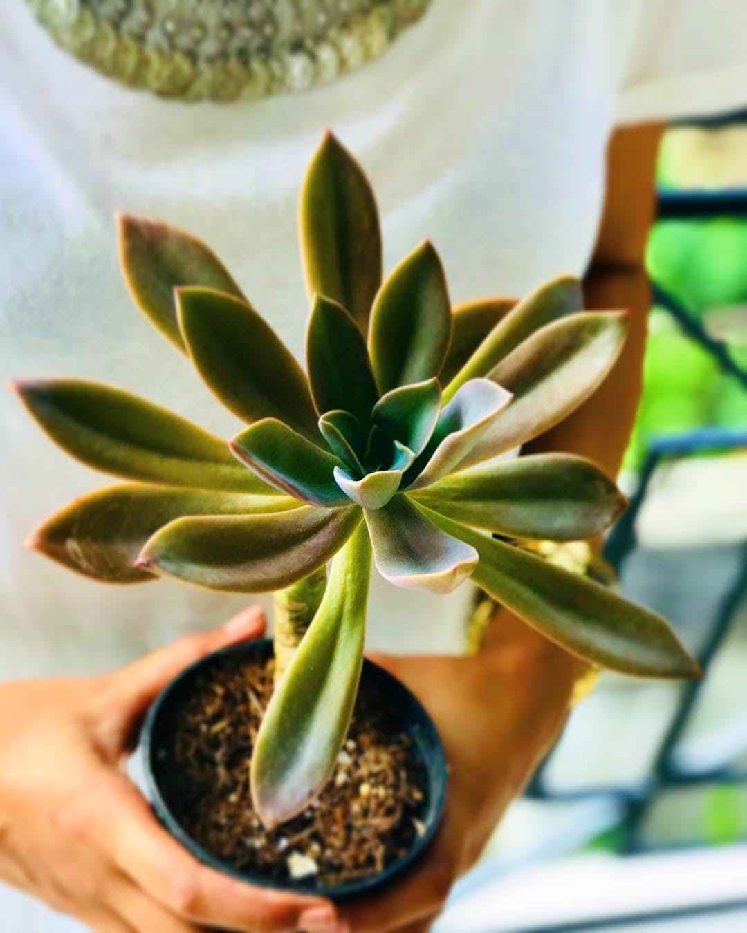 Flower,Flowerpot,Plant,Houseplant,Terrestrial plant,Pachyphytum,Echeveria,Succulent plant,Plant stem,Stonecrop family