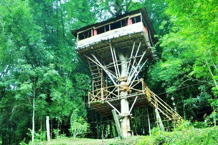 Nature reserve,Jungle,Observation tower,Tree,Canopy walkway,Rainforest,Forest,Valdivian temperate rain forest,Trestle,Tree house