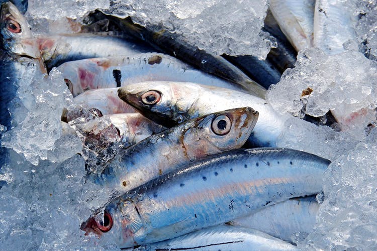 Fish,Fish,Sardine,Herring,Fish products,Oily fish,Forage fish,Herring family,Anchovy,Seafood