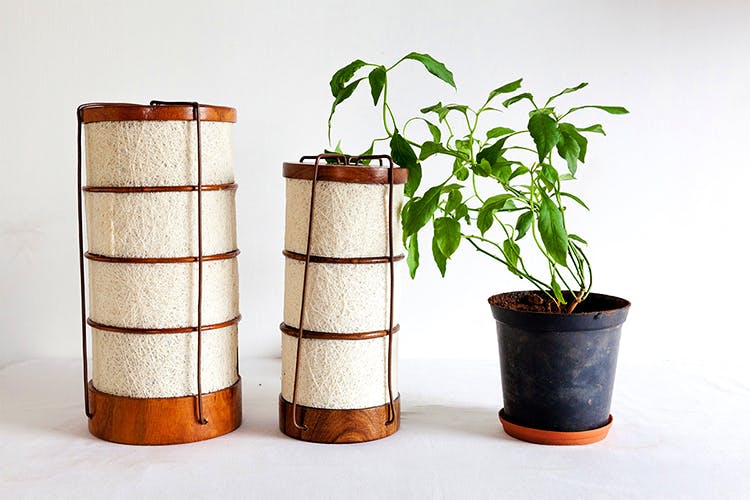 Flowerpot,Houseplant,Plant,Tree,Cylinder