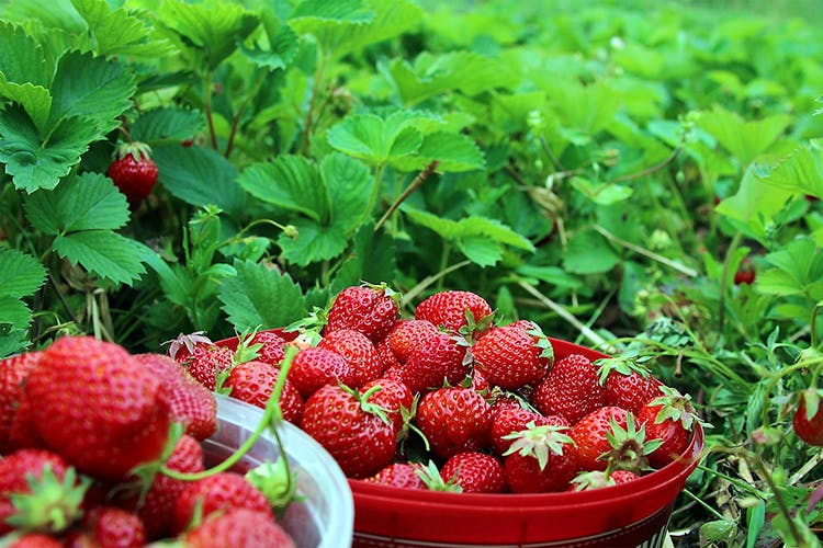 Natural foods,Strawberry,Strawberries,Berry,Frutti di bosco,Plant,Fruit,West Indian raspberry ,Local food,Food