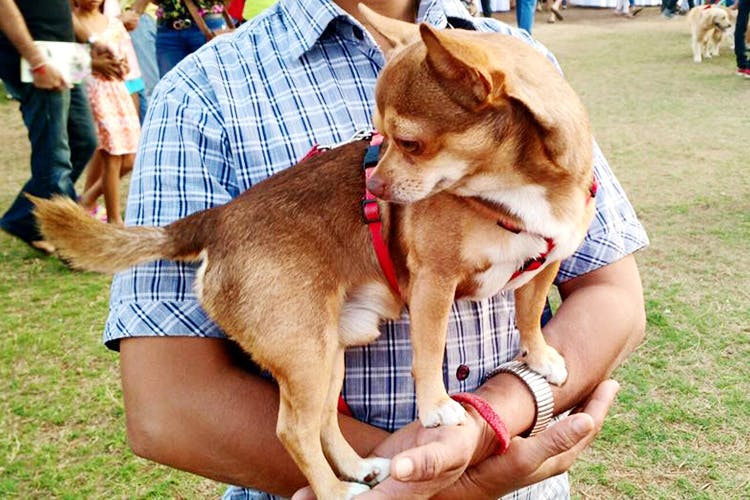 Spend Time With Dogs At An Animal Shelter In Mumbai | LBB, Mumbai