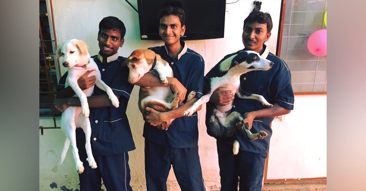 An Animal Shelter In Malad West Is Having A Birthday Party For 2,500 Dogs |  LBB