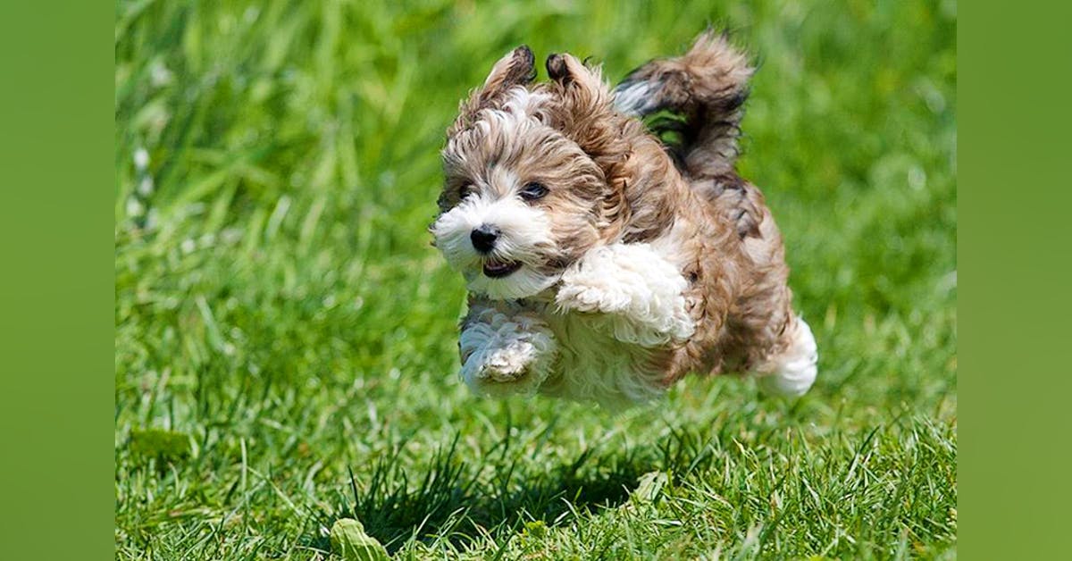 Things To Know Before Buying A Pet From Posh Pets I LBB Mumbai things-to-know-before-buying-a-pet-from-posh-pets-i-lbb-mumbai