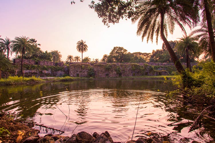 Nature,Tree,Pond,Sky,Reflection,Lake,Vegetation,Water,Palm tree,Natural landscape