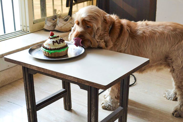 Places to on sale buy dog cakes