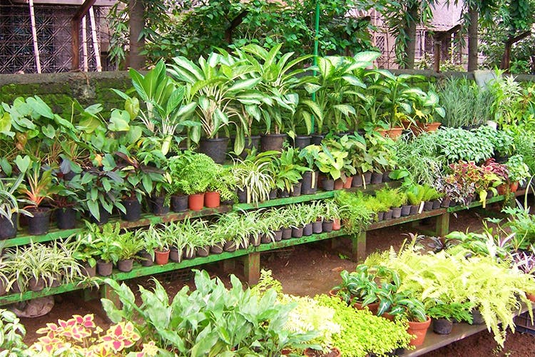 Vegetation,Garden,Plant,Flower,Botany,Botanical garden,Herb,Landscape,Vascular plant,Houseplant