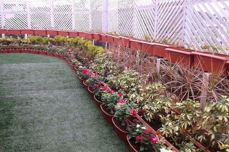 Greenhouse,Garden,Plant,Botany,Botanical garden,Flower,Shrub,Tree,Herb,Perennial plant