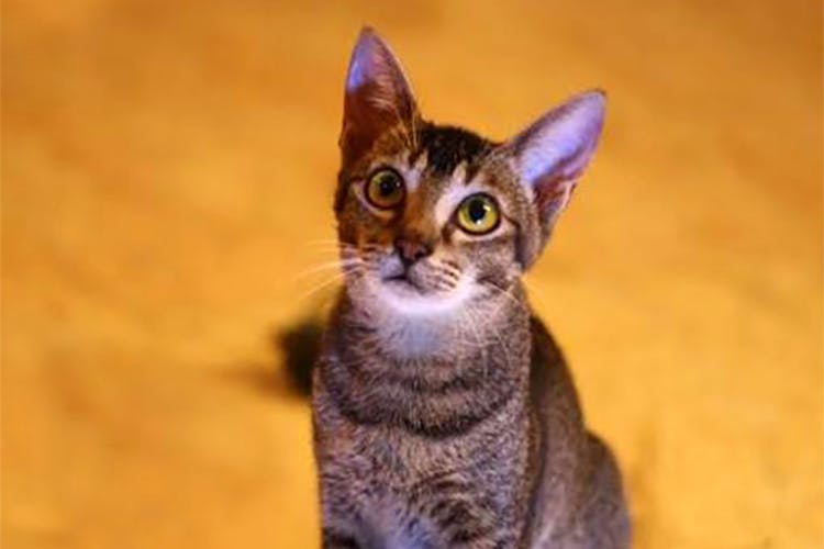 Cat,Mammal,Vertebrate,Small to medium-sized cats,Felidae,Whiskers,Carnivore,Domestic short-haired cat,Asian,Oriental shorthair