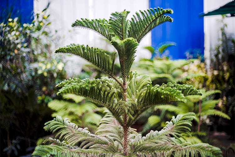 Buy Christmas Trees From These Nurseries LBB, Mumbai