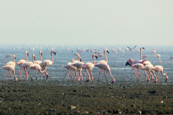 Where to spot flamingos in India?, India - Times of India Travel