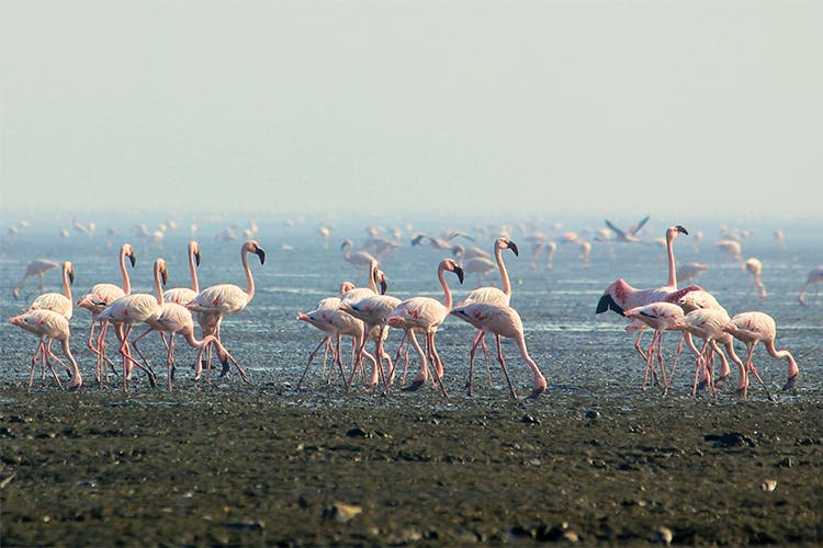 Flamingo,Bird,Greater flamingo,Water bird,Beak,Wildlife,Flock,Mudflat,Ecoregion,Bird migration