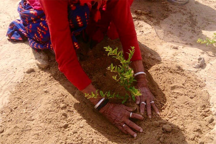 Soil,Sand,Leg,Adaptation,Mud,Foot,Plant