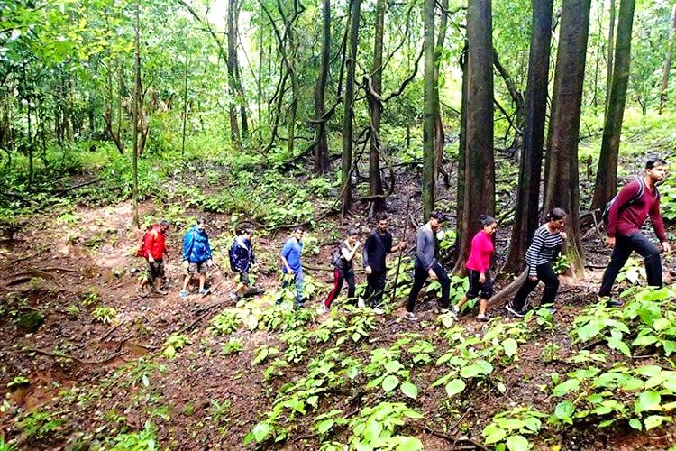 People in nature,Nature reserve,Forest,Natural environment,Jungle,Trail,Woodland,Wilderness,Old-growth forest,Natural landscape