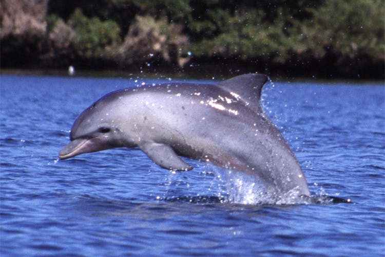 Vertebrate,Common bottlenose dolphin,Bottlenose dolphin,Dolphin,Short-beaked common dolphin,Mammal,Marine mammal,Cetacea,Stenella,Spinner dolphin