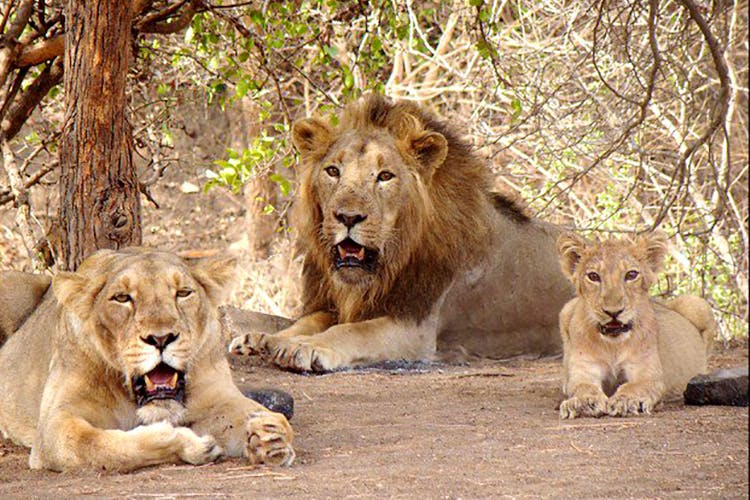 Mammal,Lion,Wildlife,Vertebrate,Terrestrial animal,Felidae,Masai lion,Big cats,Carnivore,Nature reserve