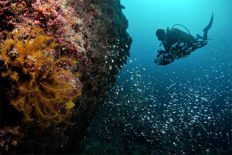Underwater,Water,Organism,Reef,Scuba diving,Marine biology,Diving equipment,Coral,Underwater diving,Divemaster