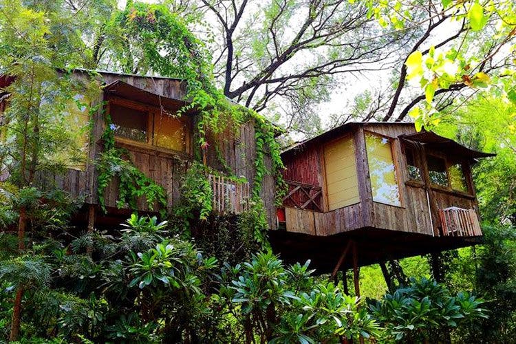 Vegetation,Jungle,House,Tree house,Tree,Natural environment,Property,Building,Rainforest,Architecture