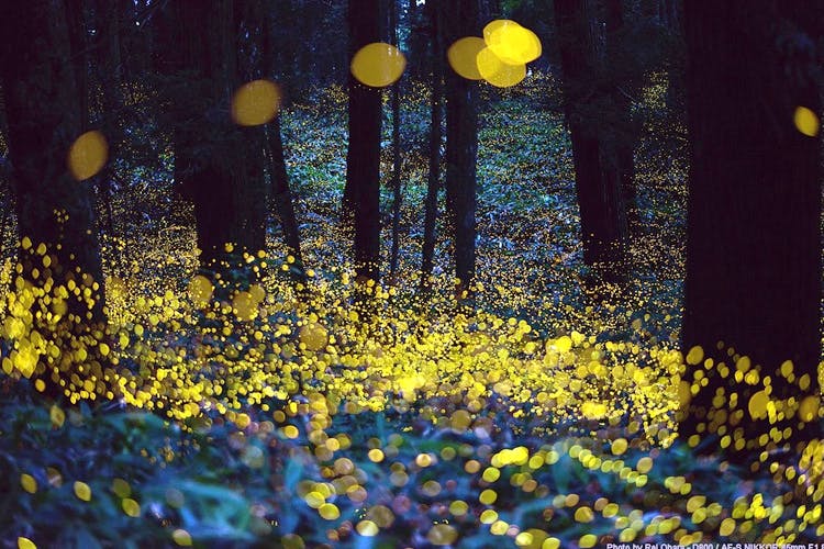 Yellow,Blue,Water,Night,Lighting,Tree,Plant,Wildflower,Architecture,Rain