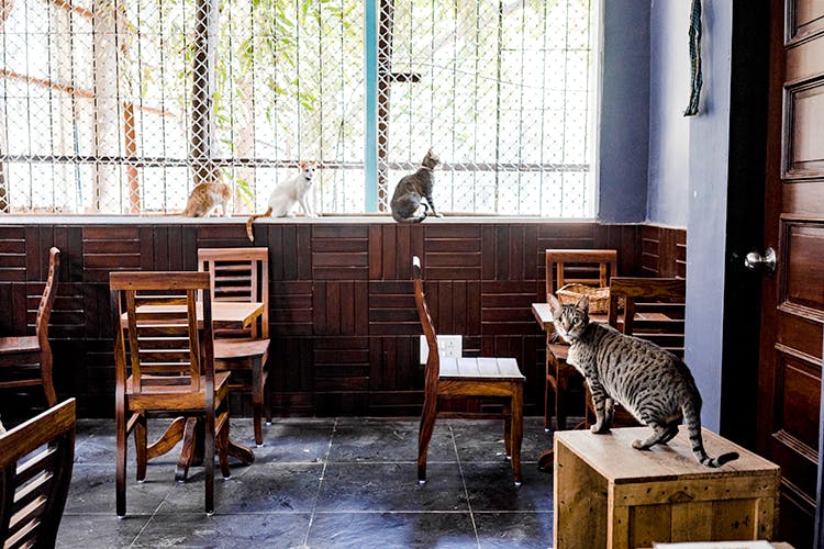 LBBPhotoStory Andheri's Cat Café Has Reopened In A New Location & We