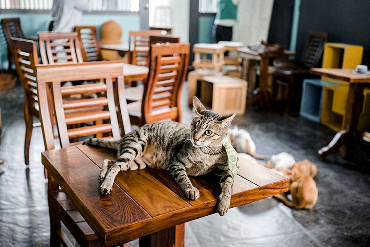  LBBPhotoStory Andheri s Cat  Caf  Has Reopened In A New 