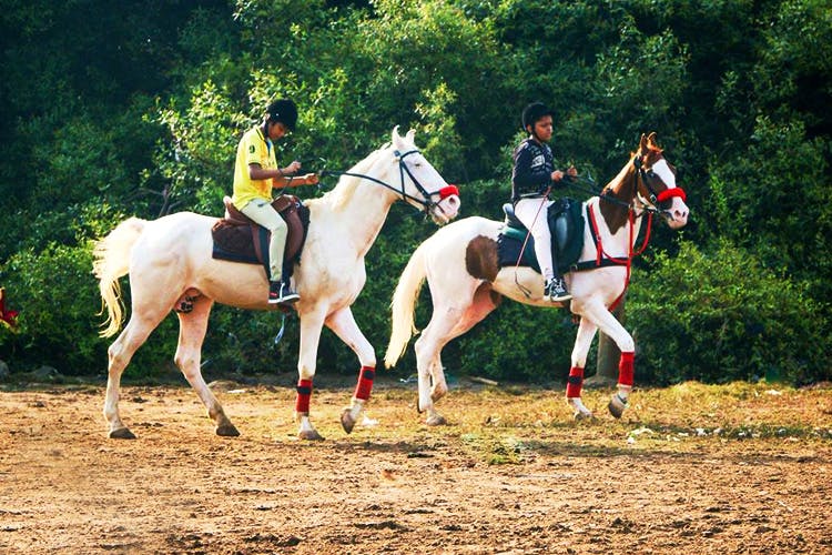 Horse,Bridle,Mammal,Endurance riding,Animal sports,Equestrianism,Rein,Halter,Outdoor recreation,Sports