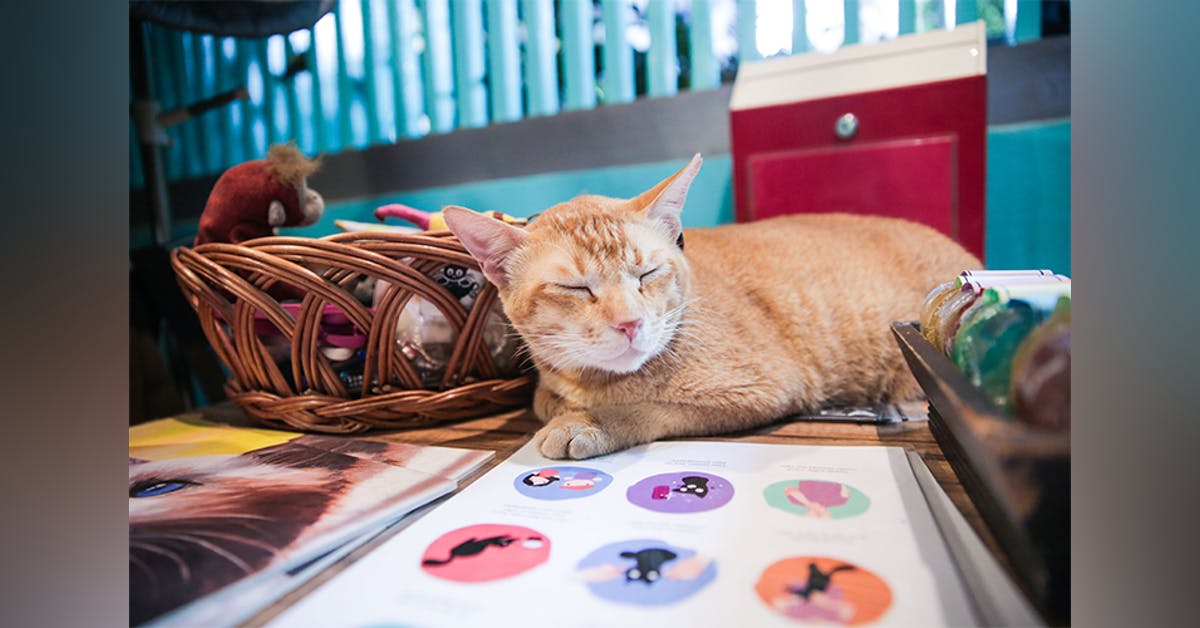 Get A New Buddy Adopt An Adorable Kitten At The Cat Cafe Get A New Buddy Adopt An Adorable Kitten At The Cat Cafe