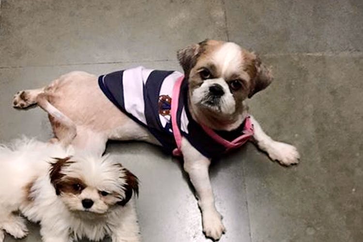 These Awesome Pet Shops In Mumbai Are All You Need LBB, Mumbai