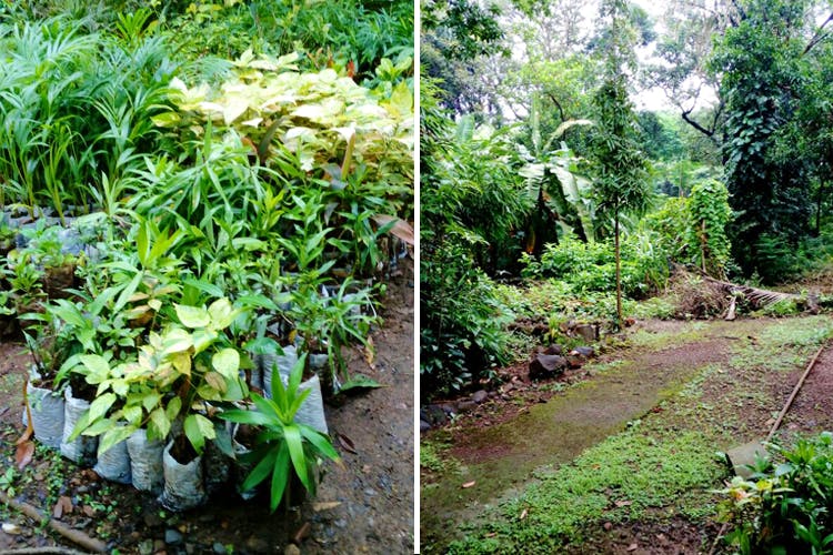 Plant,Vegetation,Natural environment,Tree,Jungle,Flower,Botany,Forest,Biome,Rainforest