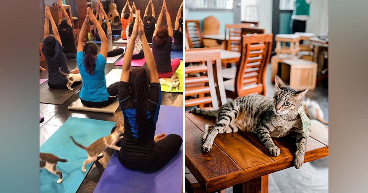 Yoga At Cat Cafe Studio Andheri Little Black Book Mumbai Yoga At Cat Cafe Studio Andheri Little Black Book Mumbai