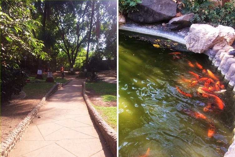 Nature,Water,Water resources,Pond,Watercourse,Koi,Botany,Fish pond,Water feature,Rock