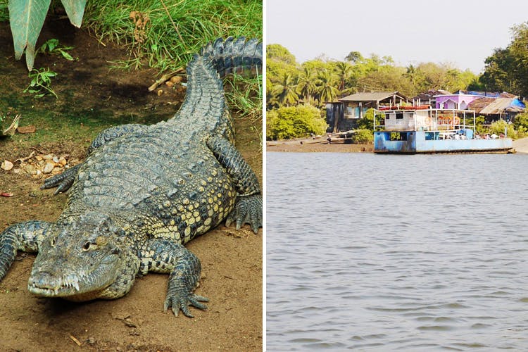 Crocodilia,Alligator,Crocodile,Reptile,Saltwater crocodile,American crocodile,Nile crocodile,American alligator,Terrestrial animal,Adaptation